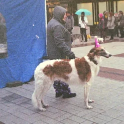 35mm Film Camera Bundle Reusable - Black Vibe And Lomography Four Lens Camera -Camera Promotion Store 35mm film camera bundle reusable black vibe and lomography four lens camera 8