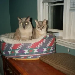 Brand New - Minolta Riva Zoom 100AF 35mm Film Camera Point And Shoot -Camera Promotion Store brand new minolta riva zoom 100af 35mm film camera point and shoot 8