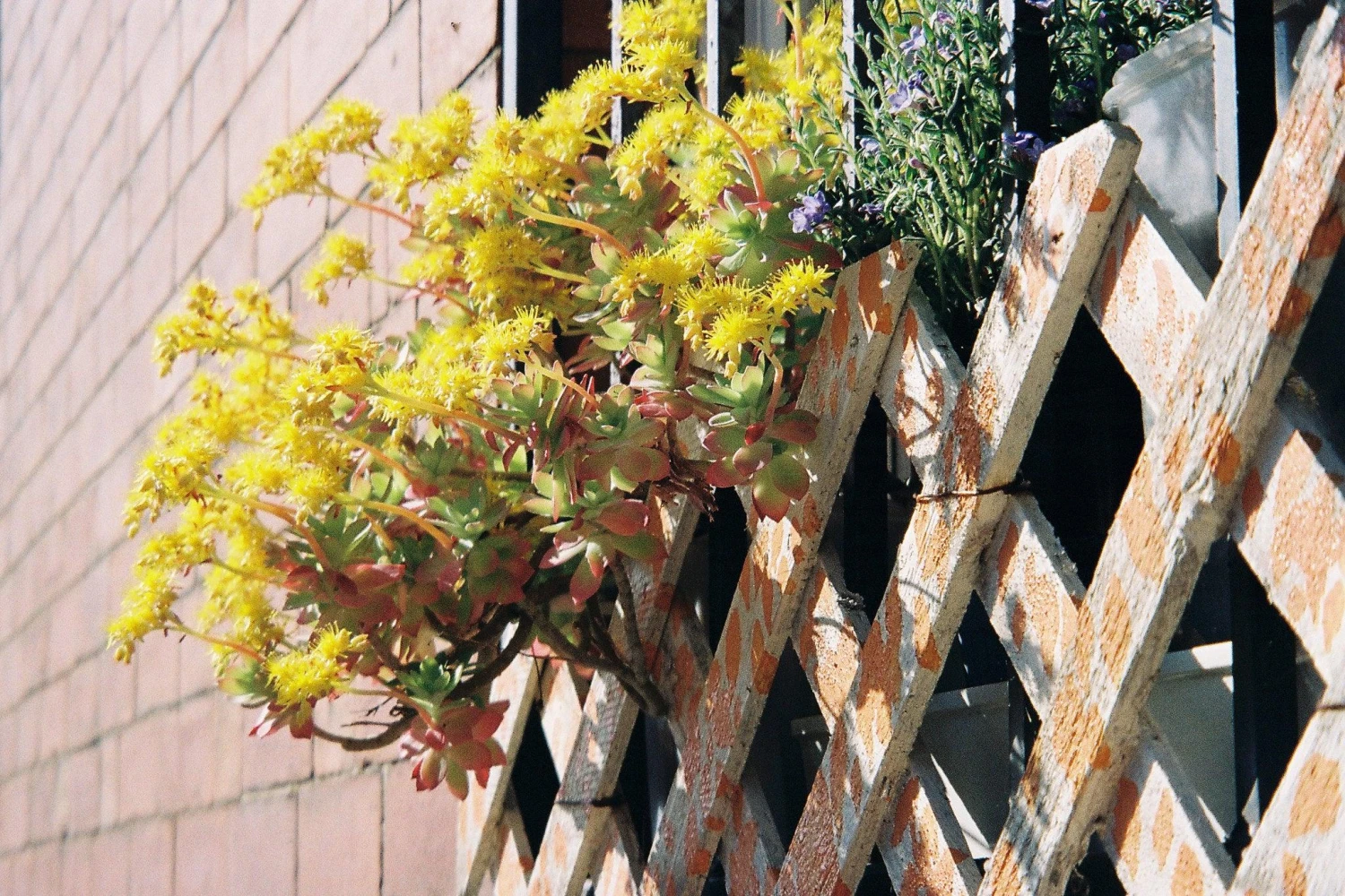 BRAND NEW - Minolta Riva Zoom 125 35mm Film Camera Point And Shoot 11 BRAND NEW - Minolta Riva Zoom 125 35mm Film Camera Point And Shoot - Image 9