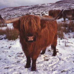 BRAND NEW - Olympus Mju III Wide 100 35mm Film Camera Point And Shoot -Camera Promotion Store brand new olympus mju iii wide 100 35mm film camera point and shoot 14