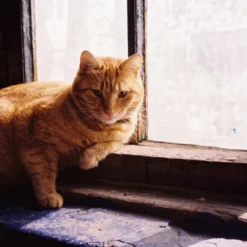 BRAND NEW - Olympus Mju III Zoom 120 35mm Film Camera Point And Shoot -Camera Promotion Store brand new olympus mju iii zoom 120 35mm film camera point and shoot 10