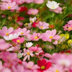 BRAND NEW - Olympus OM40 Program Black 35mm SLR Film Camera With Olympus Prime Lens -Camera Promotion Store brand new olympus om40 program black 35mm slr film camera with olympus prime lens 15