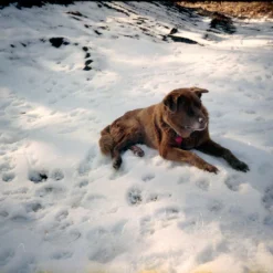 BRAND NEW - Olympus Trip 600 35mm Film Camera Point And Shoot 20 BRAND NEW - Olympus Trip 600 35mm Film Camera Point And Shoot -Camera Promotion Store brand new olympus trip 600 35mm film camera point and shoot 9