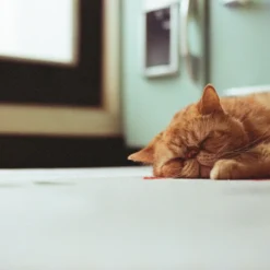 Canon® Canon A-1 Vintage SLR 35mm Film Camera With F/1.8 50mm Prime Lens -Camera Promotion Store canon a 1 vintage slr 35mm film camera with f1 8 50mm prime lens 10