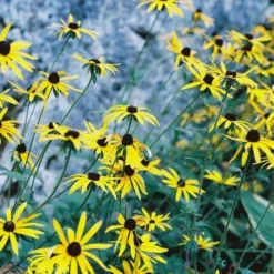 Canon® Canon AE-1 Program BLACK 35mm SLR Film Camera With Canon Prime Lens -Camera Promotion Store canon ae 1 program black 35mm slr film camera with canon prime lens 13