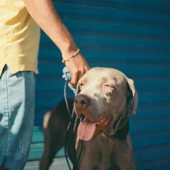 Canon® Canon AV 1 Vintage 35mm SLR Film Camera With Prime 50mm Lens -Camera Promotion Store canon av 1 vintage 35mm slr film camera with prime 50mm lens 11