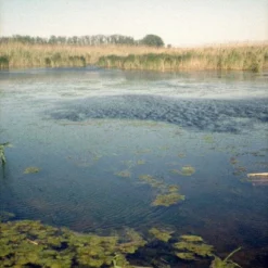 Canon® Canon Demi C Point And Shoot 35mm Half Frame Film Camera With Canon SD 50mm F2.8 -Camera Promotion Store canon demi c point and shoot 35mm half frame film camera with canon sd 50mm f2 8 8