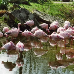 Canon® Canon EOS 3000 35mm SLR Film Camera With Canon Prime Lens -Camera Promotion Store canon eos 3000 35mm slr film camera with canon prime lens 10