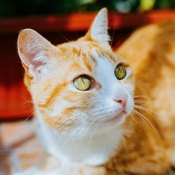 Canon® Canon EOS 3000 35mm SLR Film Camera With Canon Prime Lens -Camera Promotion Store canon eos 3000 35mm slr film camera with canon prime lens 6