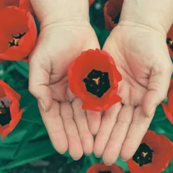 Canon® Canon EOS 300V 35mm SLR Film Camera - Body Only -Camera Promotion Store canon eos 300v 35mm slr film camera body only 12