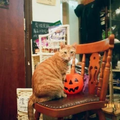 Canon Prima Super 135 BRAND NEW 35mm Film Camera Point And Shoot 24 Canon Prima Super 135 BRAND NEW 35mm Film Camera Point And Shoot -Camera Promotion Store canon prima super 135 brand new 35mm film camera point and shoot 10