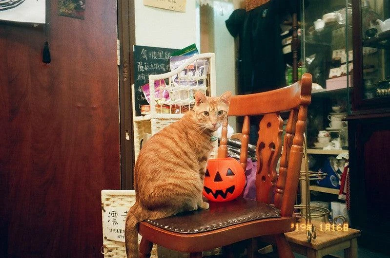 Canon Prima Super 135 BRAND NEW 35mm Film Camera Point And Shoot 12 Canon Prima Super 135 BRAND NEW 35mm Film Camera Point And Shoot - Image 10