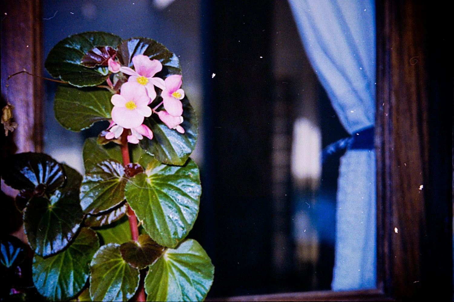 Canon® Canon Prima Zoom Mini Brand New 35mm Film Camera Point And Shoot 12 Canon® Canon Prima Zoom Mini Brand New 35mm Film Camera Point And Shoot - Image 10