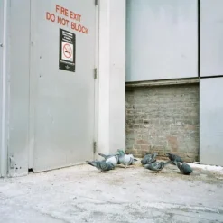 Canon® Canon Sure Shot Supreme 35mm Film Camera Point And Shoot With Black Leather Canon Case And ORIGNAL BOX -Camera Promotion Store canon sure shot supreme 35mm film camera point and shoot with black leather canon case and orignal box 14