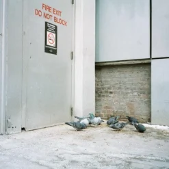 Canon® Canon Sure Shot Supreme 35mm Film Camera Point And Shoot -Camera Promotion Store canon sure shot supreme 35mm film camera point and shoot with free black leather canon case 14