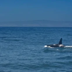 Canon® Canon Sure Shot Zoom 76 / Mega Zoom 76 35mm Film Camera Point And Shoot -Camera Promotion Store canon sure shot zoom 76 mega zoom 76 35mm film camera point and shoot 9