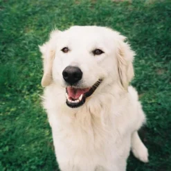 Canon® Canon Sure Shot Zoom XL 35mm Film Camera Point And Shoot -Camera Promotion Store canon sure shot zoom xl 35mm film camera point and shoot 11