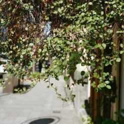 Contax T3 Titan Silver 35mm Film Camera Point & Shoot With 35mm F/2.8 Lens -Camera Promotion Store contax t3 titan silver 35mm film camera point and shoot with 35mm f2 8 lens 16