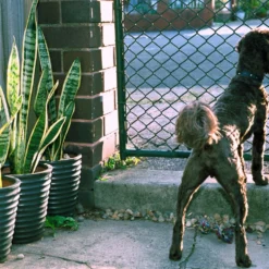 Cosina CT-2 Vintage SLR 35mm Film Camera With F/1.8 50mm Prime Lens 19 Cosina CT-2 Vintage SLR 35mm Film Camera With F/1.8 50mm Prime Lens -Camera Promotion Store cosina ct 2 vintage slr 35mm film camera with f1 8 50mm prime lens 7