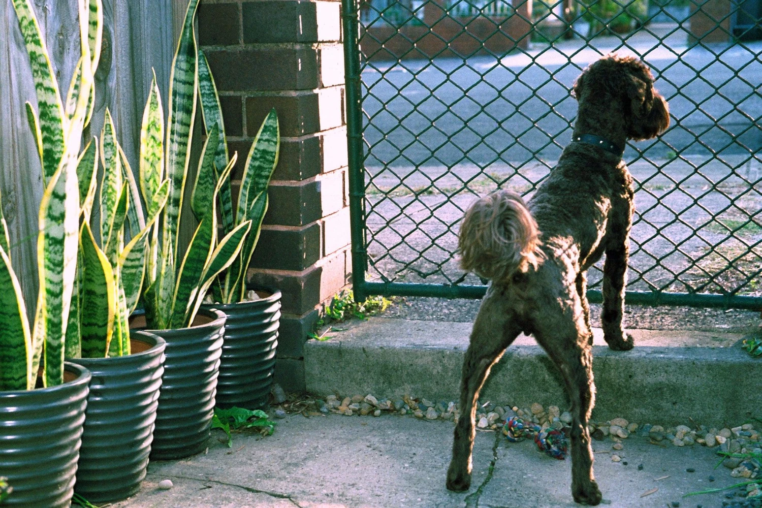 Cosina CT-2 Vintage SLR 35mm Film Camera With F/1.8 50mm Prime Lens 9 Cosina CT-2 Vintage SLR 35mm Film Camera With F/1.8 50mm Prime Lens - Image 7