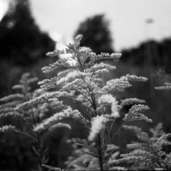 Fomapan 100 Classic 36 EXP 100 35mm B&W Film 12 Fomapan 100 Classic 36 EXP 100 35mm B&W Film -Camera Promotion Store fomapan 100 classic 36 exp 100 35mm bandw film 4