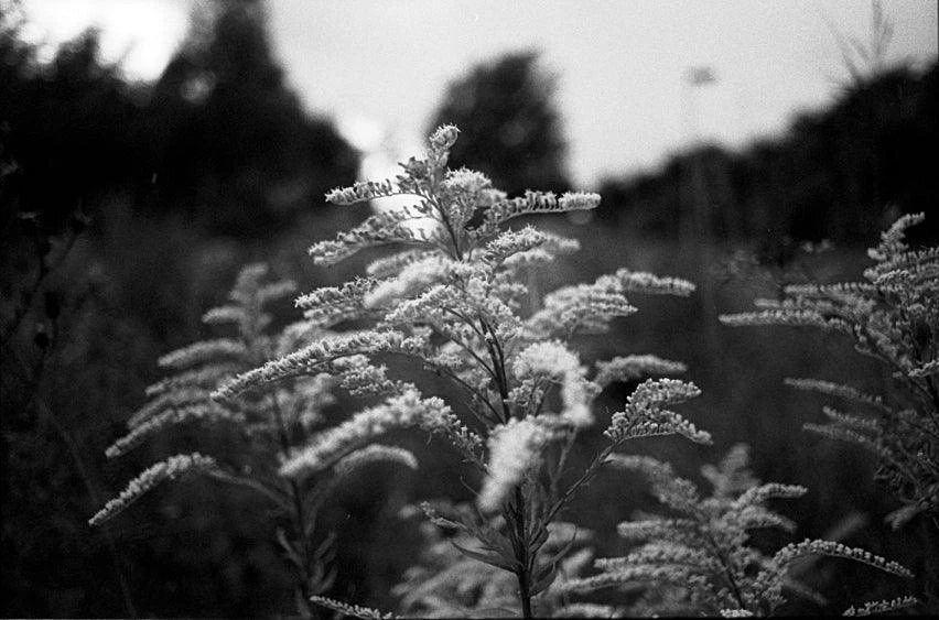 Fomapan 100 Classic 36 EXP 100 35mm B&W Film 6 Fomapan 100 Classic 36 EXP 100 35mm B&W Film - Image 4