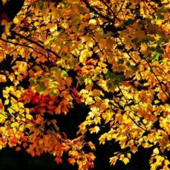 FujiFilm FujiChrome Professional Velvia 50 36 EXP 35mm Colour Film -Camera Promotion Store fujichrome professional velvia 50 36 exp 35mm colour film 7