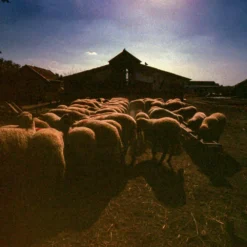 FujiFilm FujiChrome Professional Velvia 50 36 EXP 35mm Colour Film -Camera Promotion Store fujichrome professional velvia 50 36 exp 35mm colour film 8