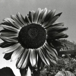 Halina 35-600 35mm Point N Shoot Film Camera -Camera Promotion Store halina 35 600 35mm point n shoot film camera 8