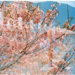 Kodak Color Plus 200 36 Exp 35mm Film EXPIRED (set Of 5) -Camera Promotion Store kodak color plus 200 36 exp 35mm film expired set of 5 10