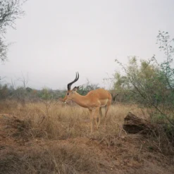 Kodak ColorPlus 36 EXP 200 35mm Colour Film For Camera 20 Kodak ColorPlus 36 EXP 200 35mm Colour Film For Camera -Camera Promotion Store kodak colorplus 36 exp 200 35mm film for camera 9