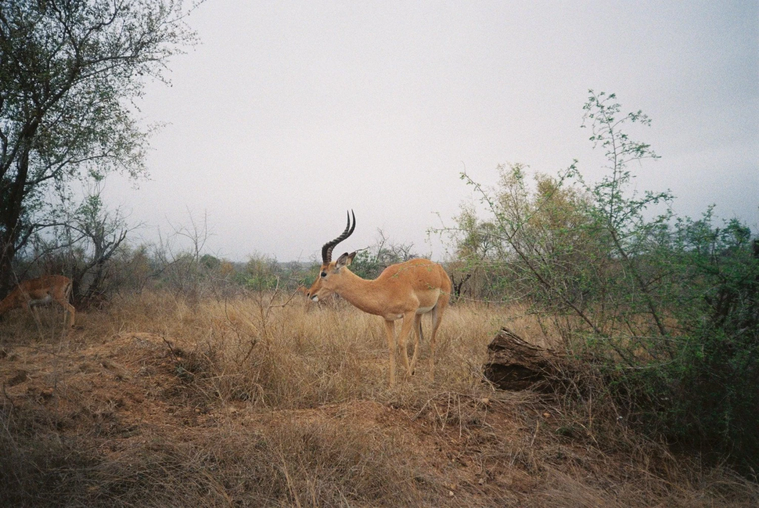 Kodak ColorPlus 36 EXP 200 35mm Colour Film For Camera 11 Kodak ColorPlus 36 EXP 200 35mm Colour Film For Camera - Image 9