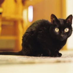 Kodak GOLD 200 24 Exposures 35mm Colour Film 19 Kodak GOLD 200 24 Exposures 35mm Colour Film -Camera Promotion Store kodak gold 200 24 exposures 35mm colour film 8