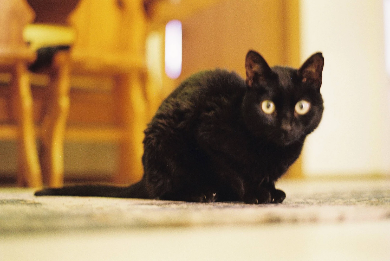 Kodak GOLD 200 24 Exposures 35mm Colour Film 10 Kodak GOLD 200 24 Exposures 35mm Colour Film - Image 8