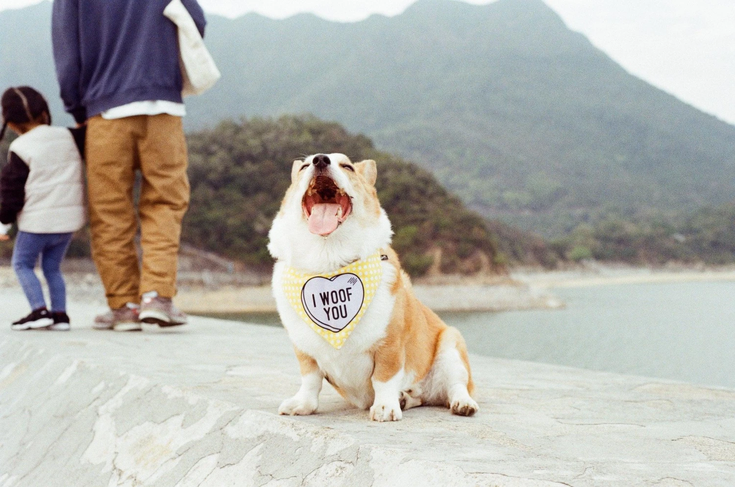 Kodak GOLD 200 36 Exposures 35mm Colour Film 12 Kodak GOLD 200 36 Exposures 35mm Colour Film - Image 10