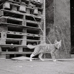 Konica C35 35mm Point And Shoot Film Camera -Camera Promotion Store konica c35 35mm point and shoot film camera 10