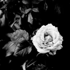 Konica C35 35mm Point And Shoot Film Camera -Camera Promotion Store konica c35 35mm point and shoot film camera 12