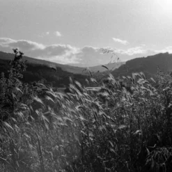 Konica C35 35mm Point And Shoot Film Camera -Camera Promotion Store konica c35 35mm point and shoot film camera 8