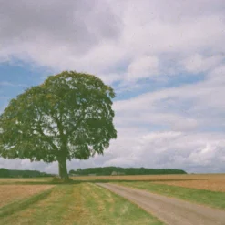 Konica POP Black 35mm Film Camera Point And Shoot -Camera Promotion Store konica pop black 35mm film camera point and shoot 8