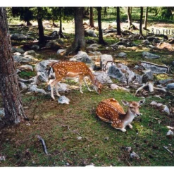 Konica POP Black 35mm Film Camera Point And Shoot -Camera Promotion Store konica pop black 35mm film camera point and shoot 9