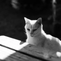 Kosmo Foto Mono 36 EXP 100 35mm Film -Camera Promotion Store kosmo foto mono 36 exp 100 35mm film 6