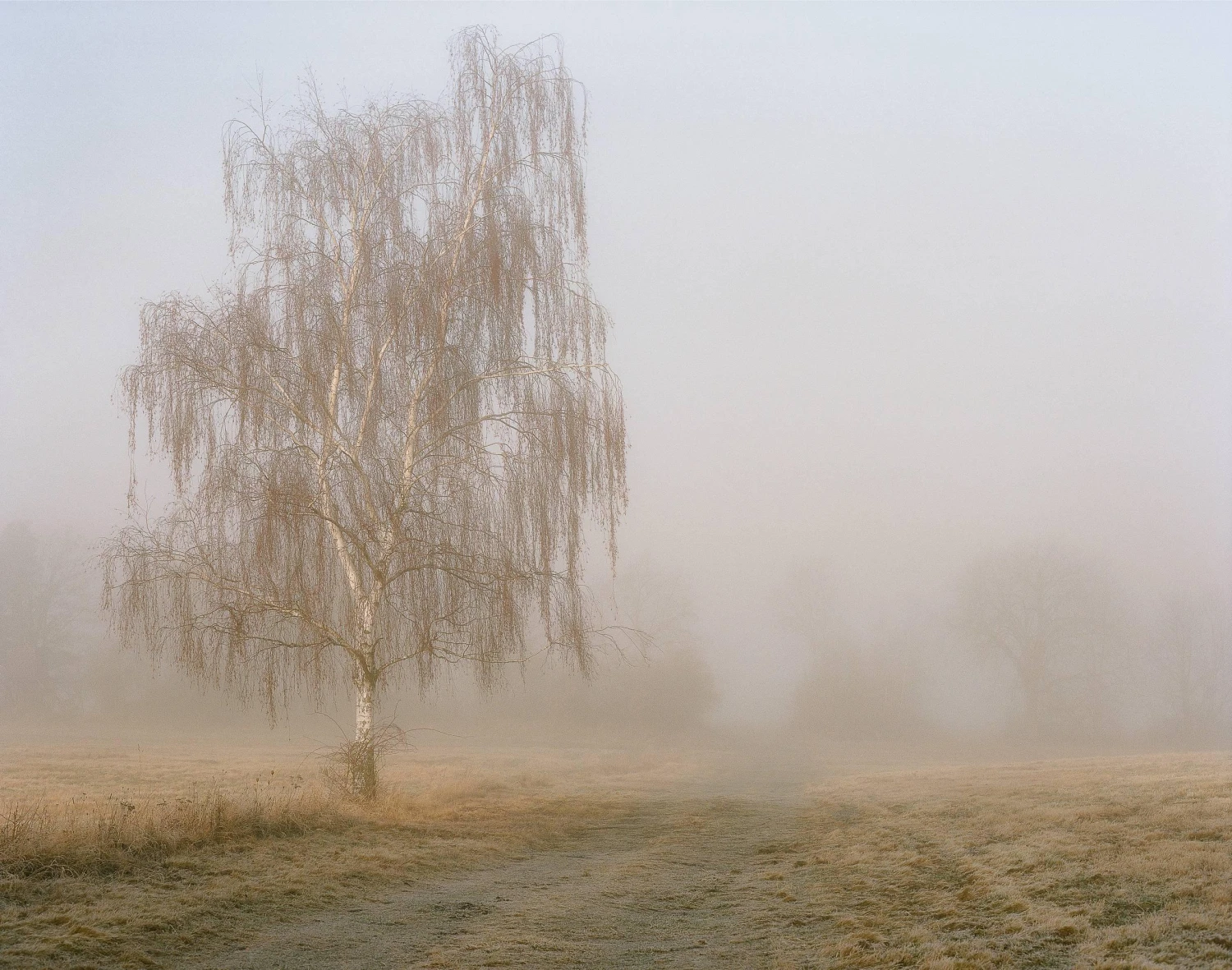 Mamiya 7 With 80mm F4 Lens. 6X7 Medium Format Film Camera 12 Mamiya 7 With 80mm F4 Lens. 6X7 Medium Format Film Camera - Image 10