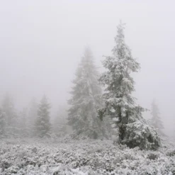 Mamiya 7 With 80mm F4 Lens. 6X7 Medium Format Film Camera 28 Mamiya 7 With 80mm F4 Lens. 6X7 Medium Format Film Camera -Camera Promotion Store mamiya 7 with 80mm f4 lens 6x7 medium format film camera 12