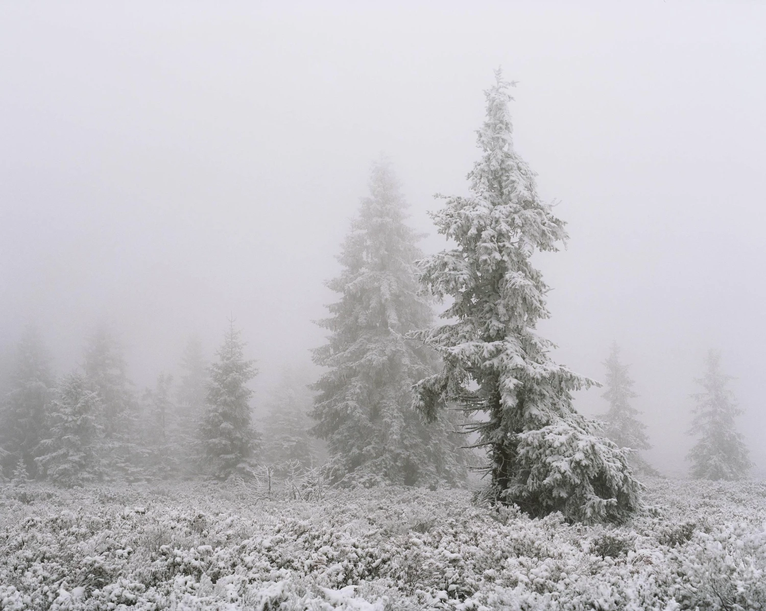 Mamiya 7 With 80mm F4 Lens. 6X7 Medium Format Film Camera 14 Mamiya 7 With 80mm F4 Lens. 6X7 Medium Format Film Camera - Image 12