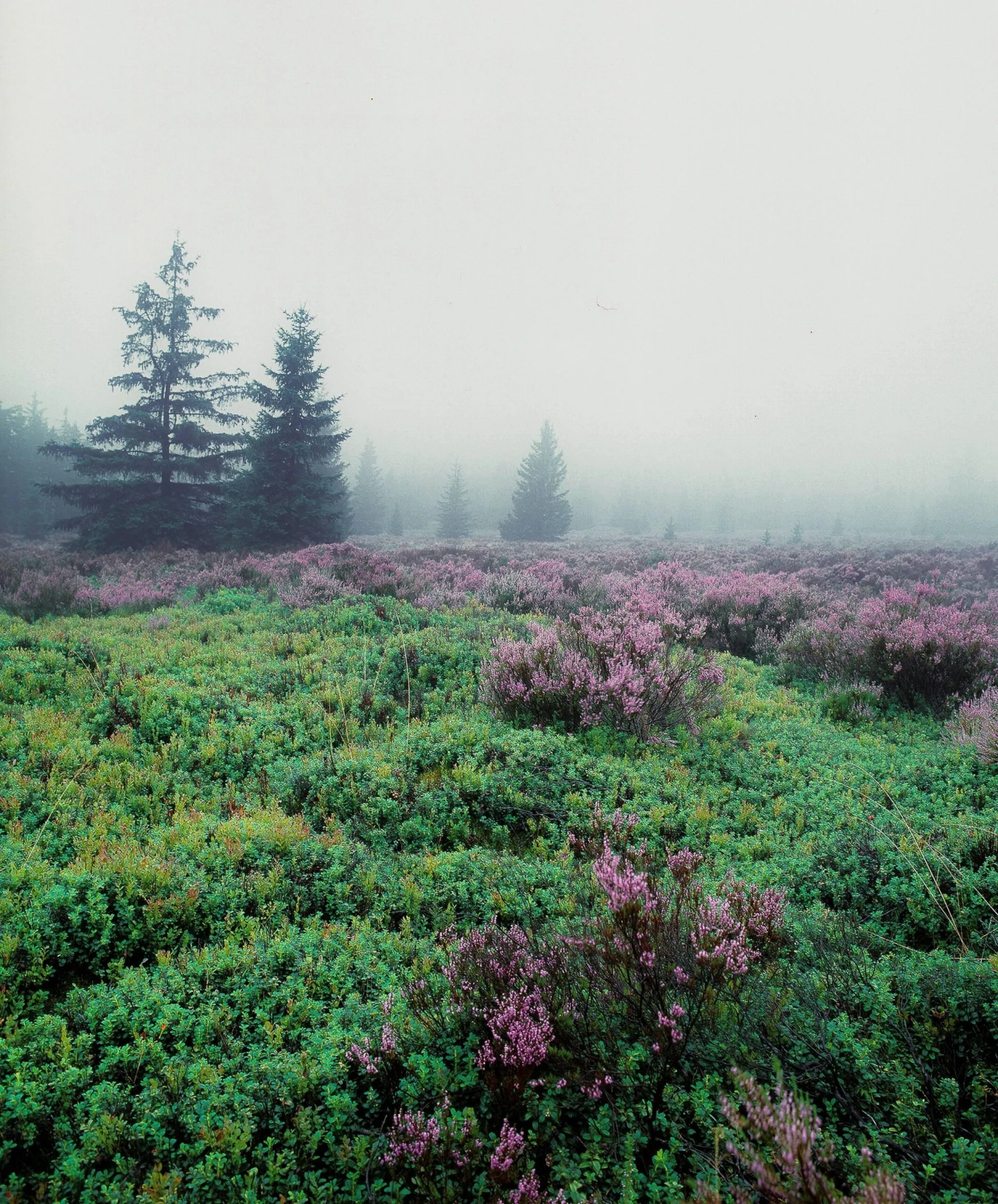 Mamiya 7 With 80mm F4 Lens. 6X7 Medium Format Film Camera 16 Mamiya 7 With 80mm F4 Lens. 6X7 Medium Format Film Camera - Image 14