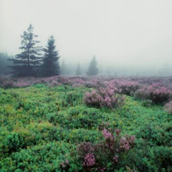 Mamiya 7 With 80mm F4 Lens. 6X7 Medium Format Film Camera 31 Mamiya 7 With 80mm F4 Lens. 6X7 Medium Format Film Camera -Camera Promotion Store mamiya 7 with 80mm f4 lens 6x7 medium format film camera 15 scaled