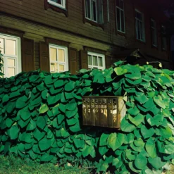 Mamiya 7 With 80mm F4 Lens. 6X7 Medium Format Film Camera 19 Mamiya 7 With 80mm F4 Lens. 6X7 Medium Format Film Camera -Camera Promotion Store mamiya 7 with 80mm f4 lens 6x7 medium format film camera 2