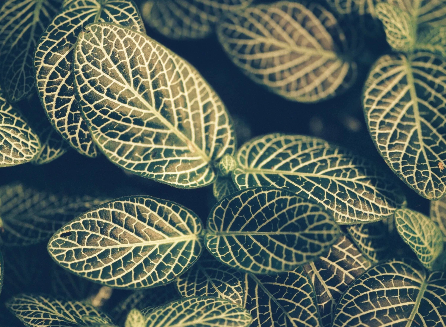 Mamiya M645J With 80mm F2.8 Lens. 6X4.5 Medium Format Film Camera. 13 Mamiya M645J With 80mm F2.8 Lens. 6X4.5 Medium Format Film Camera. - Image 11