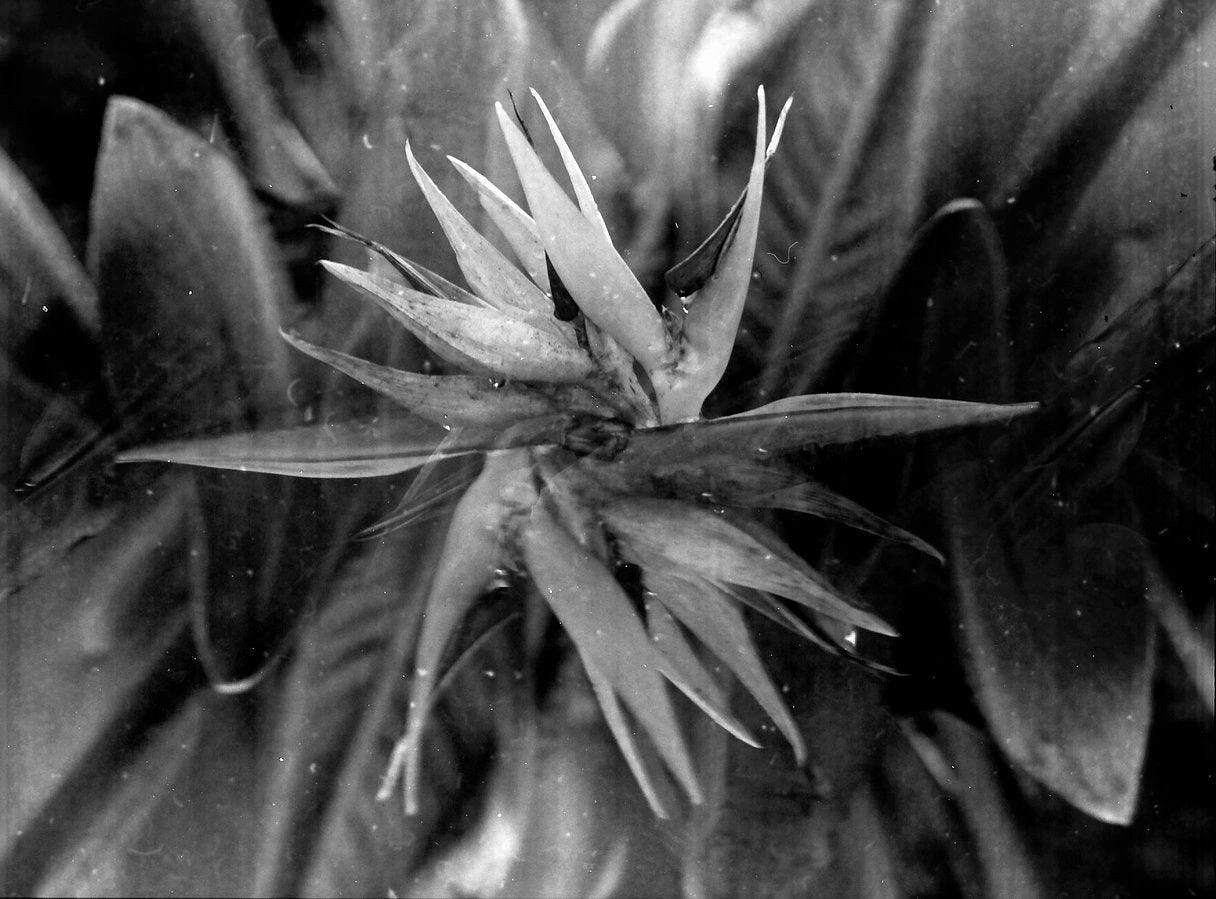 Mamiya M645J With 80mm F2.8 Lens. 6X4.5 Medium Format Film Camera. 14 Mamiya M645J With 80mm F2.8 Lens. 6X4.5 Medium Format Film Camera. - Image 12