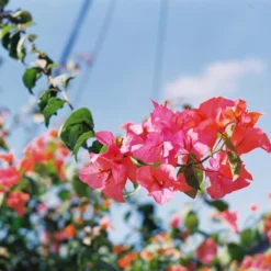 Mamiya RB 67 ProS With 90mm F3.8 Lens. 6X7 Medium Format Film Camera. -Camera Promotion Store mamiya rb 67 pros with 90mm f3 8 lens 6x7 medium format film camera 9